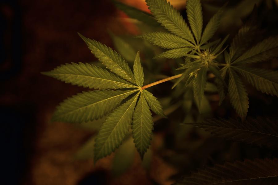 Cannabis' Black Market Problem