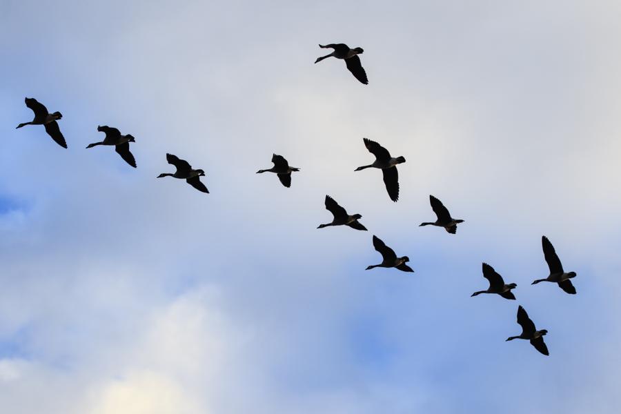 The Gathering Migration From Growth Stocks