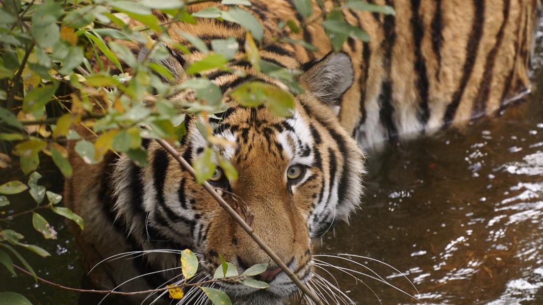 Can Wild Animals Really Sense Fear?
