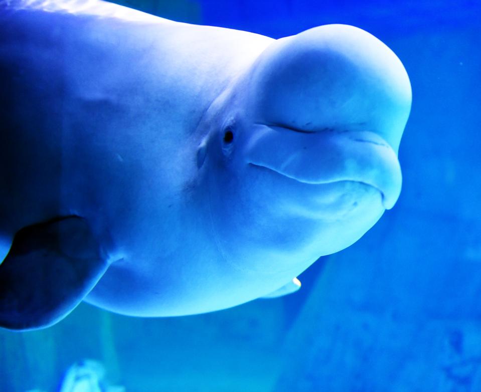 beluga health semaglutide Medical Weight Loss Narwhals And Beluga Whales Have