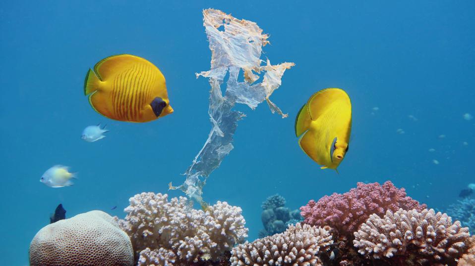 Plastic Isn't The Enemy, Our Single-Use Mindset Is