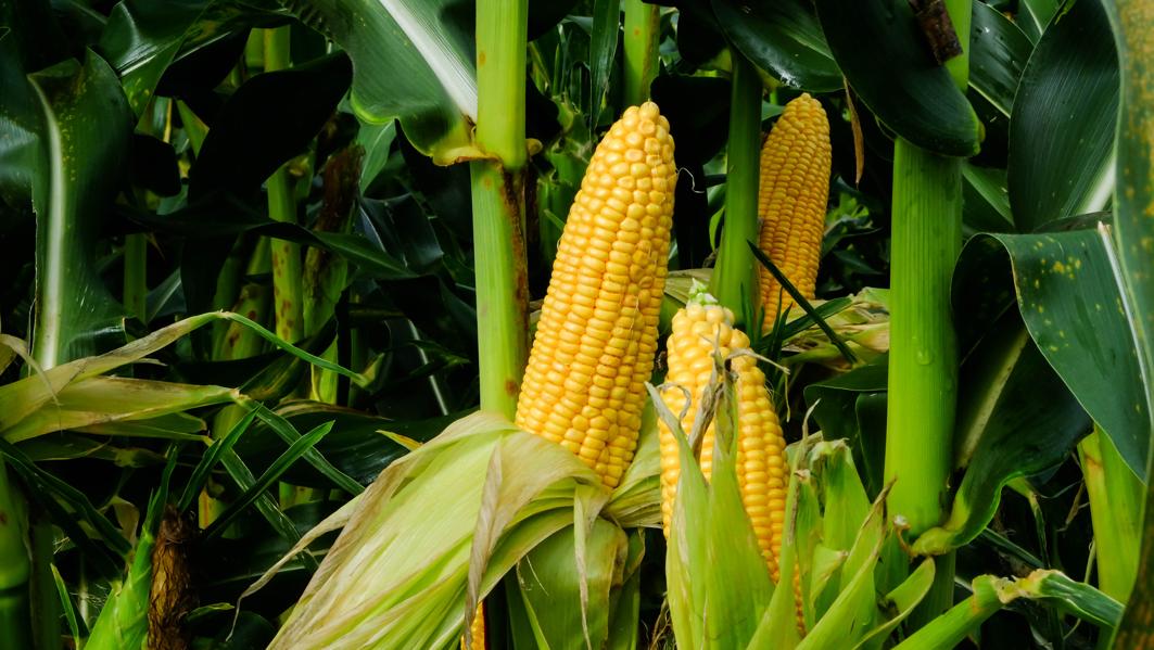 Inflation Is Coming: 3 Reasons Why Corn Prices Are About Soar