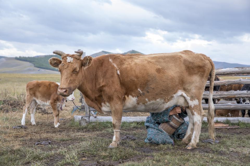 How Bronze Age Northern Mongolian Peoples Got Milk