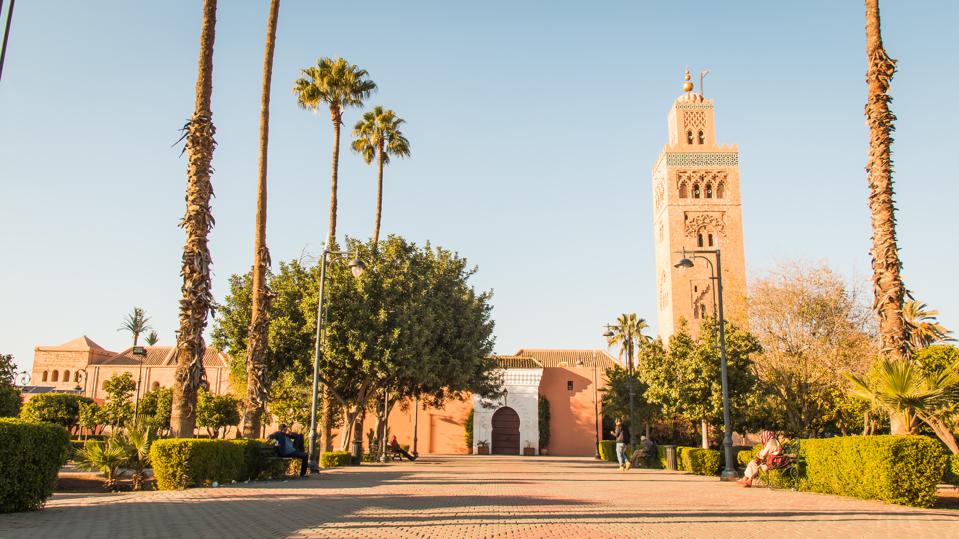 Image result for attalea speciosa