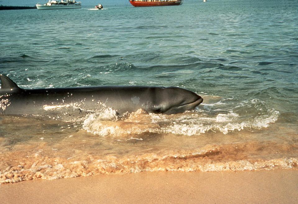 This Whale Died From Eating 88 Pounds Of Plastic; It Could Have Been