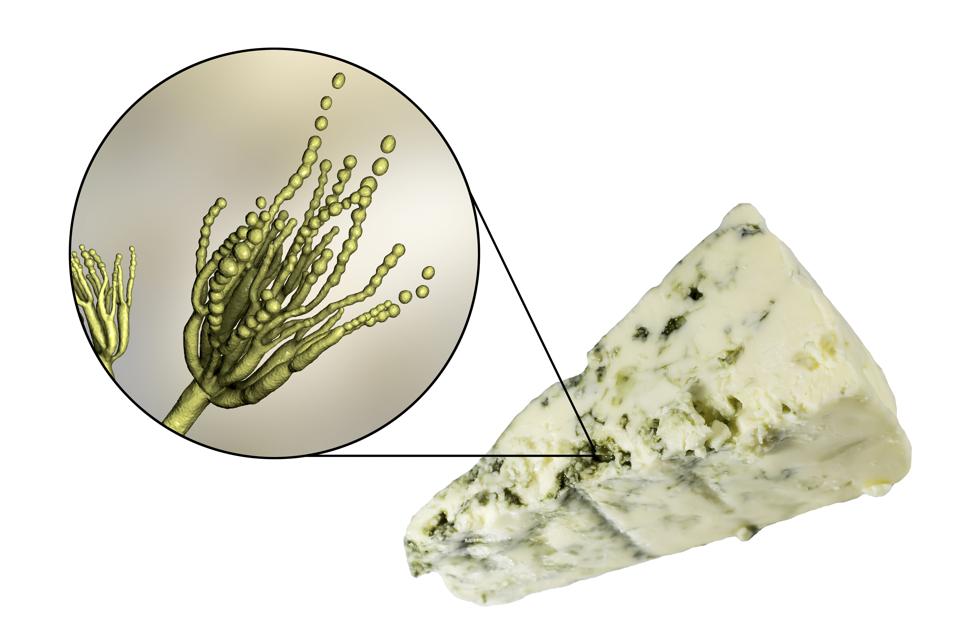 Genetic History Debunks Legend Of Blue Cheese Origin Genetic History Debunks Legend Of Blue Cheese Origin
