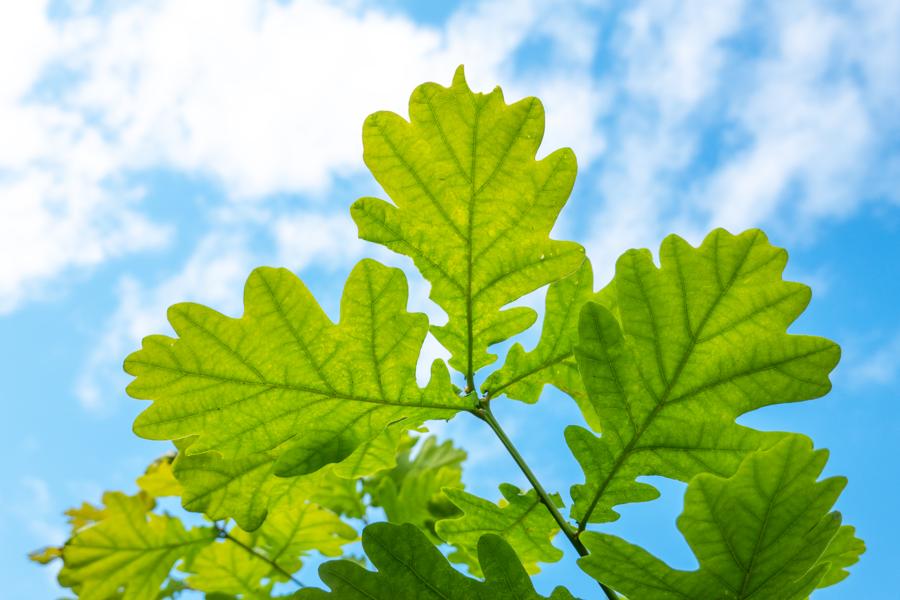 Two Growth Stocks That You Should Buy Before The Start Of July