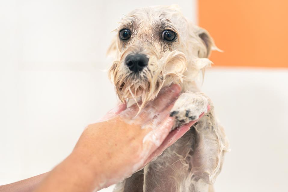Need Help With Pet Care? Try These Services