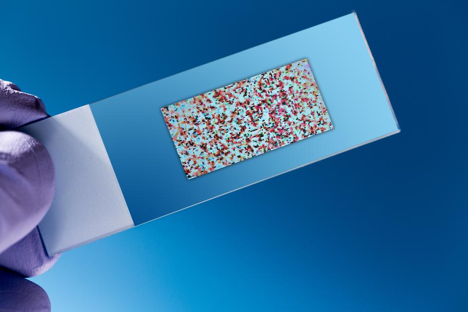 A DNA microarray chip (Shutterstock)