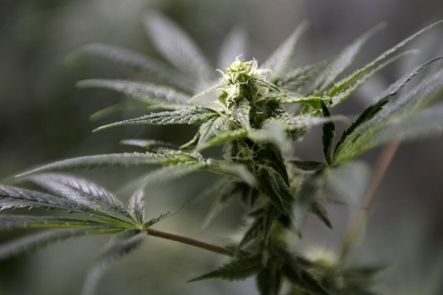America Gets Baked: You'll Never Guess The Biggest Stoners