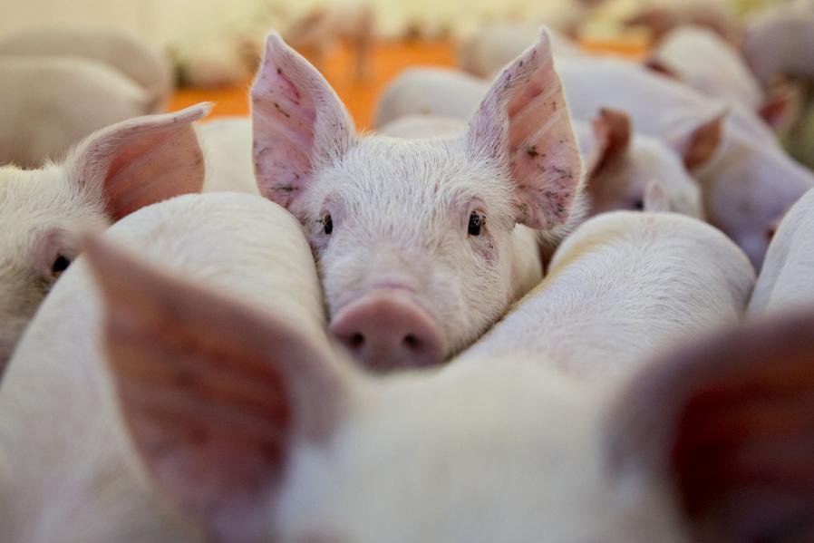 China Inflation Goes 'Hog Wild' Thanks To Revenge Tariffs