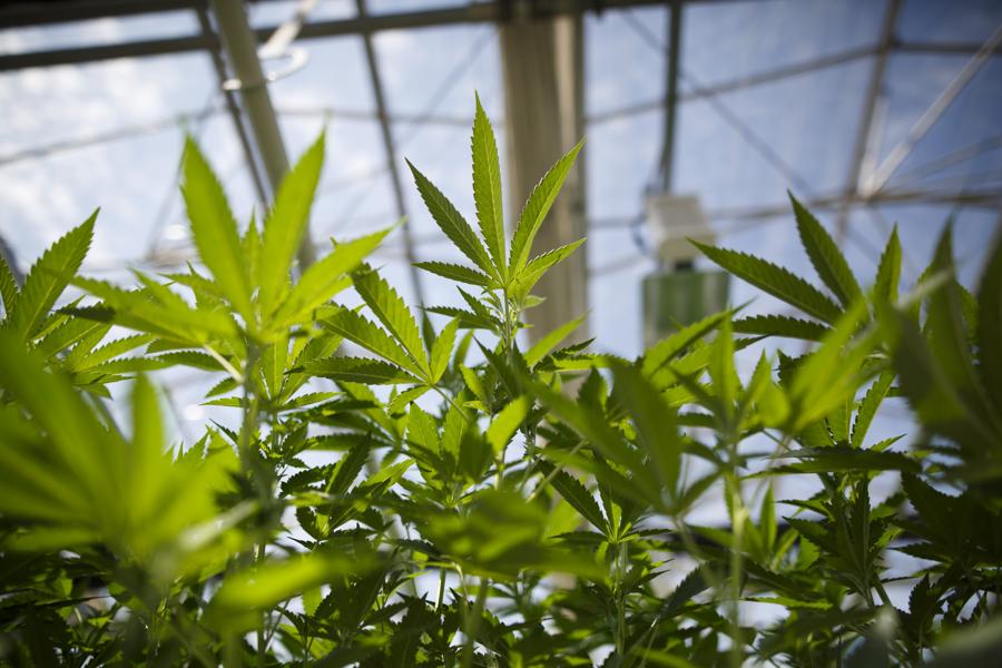 American Invasion: Why U.S. Cannabis Companies Are Finding A Home In Canada's Public Markets