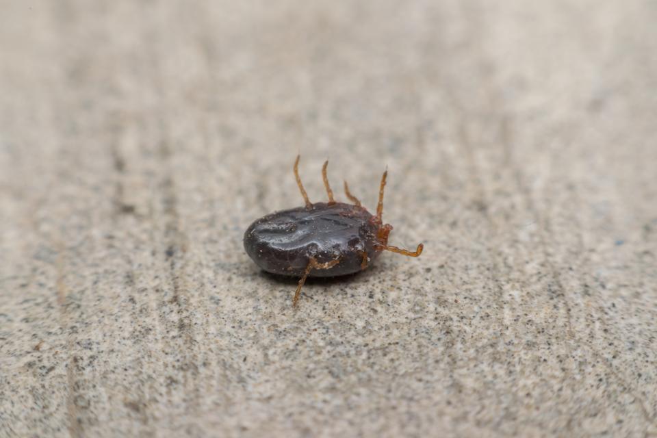 New Jersey Is Dealing With A Tick Species That Is New To America
