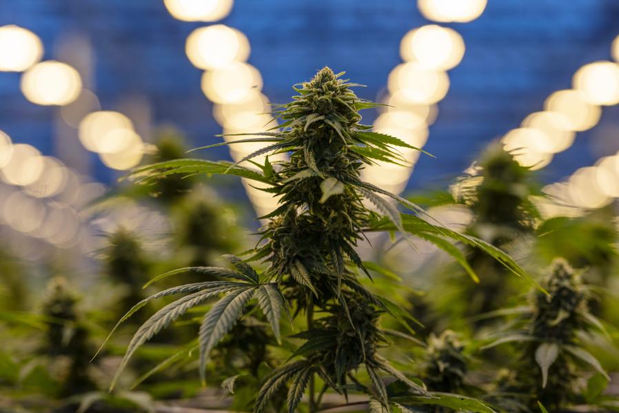 2018: The Year Politicians Realized People Love Cannabis Reform