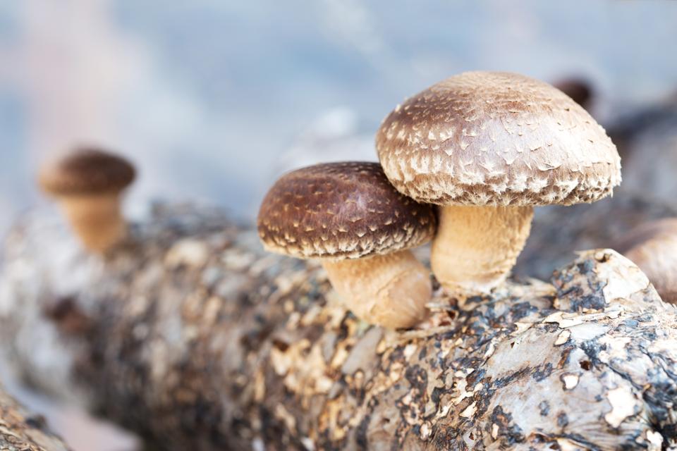 Researchers Now Say Mushrooms May Reduce Risk Of Cognitive Decline