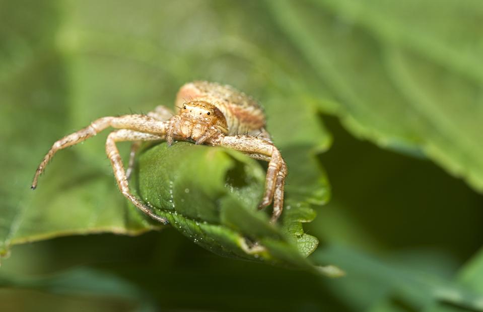 These Spiders Can Fly, And This Is How They Do It