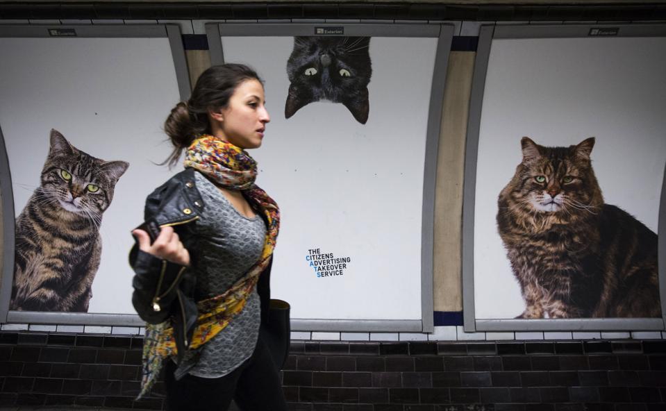 Cat Killer Haunts London And Other Areas Of Britain