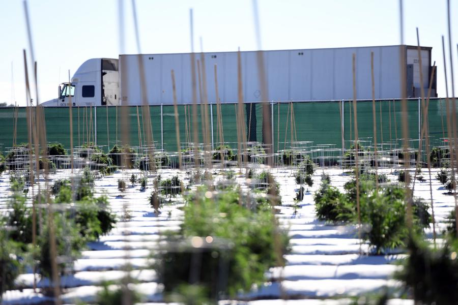 Here's How Much Money States Are Raking In From Legal Marijuana Sales