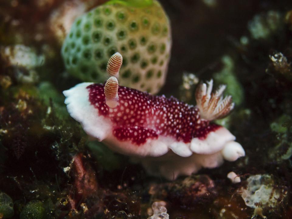 This Sea Slug Uses Its Penis To Scrape Out Rival Sperm