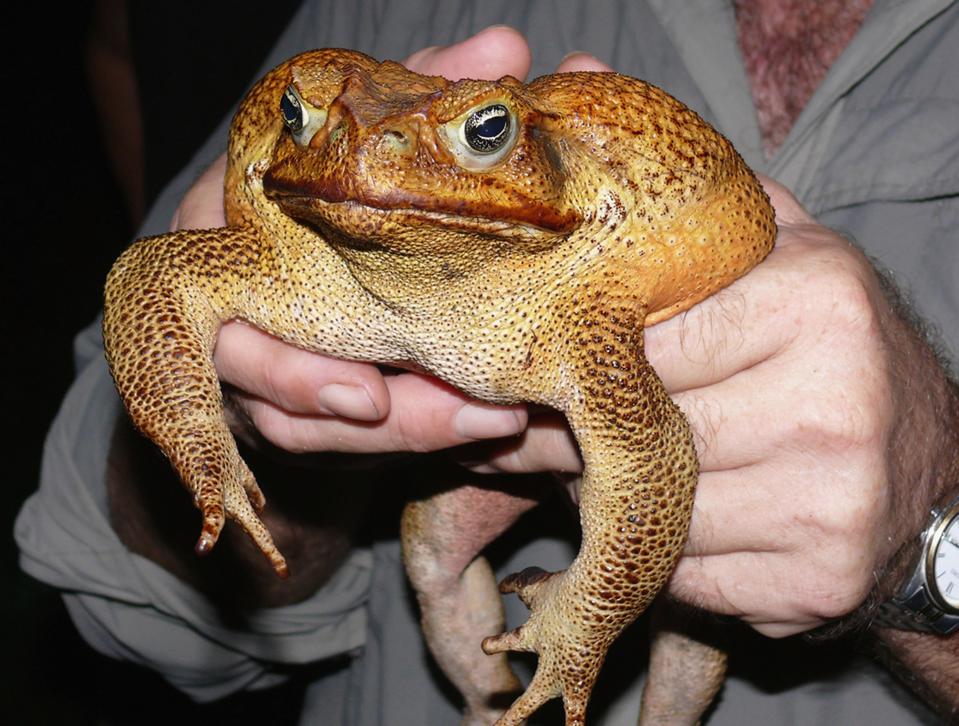 What Is Causing Arthritis In Australian Cane Toads?