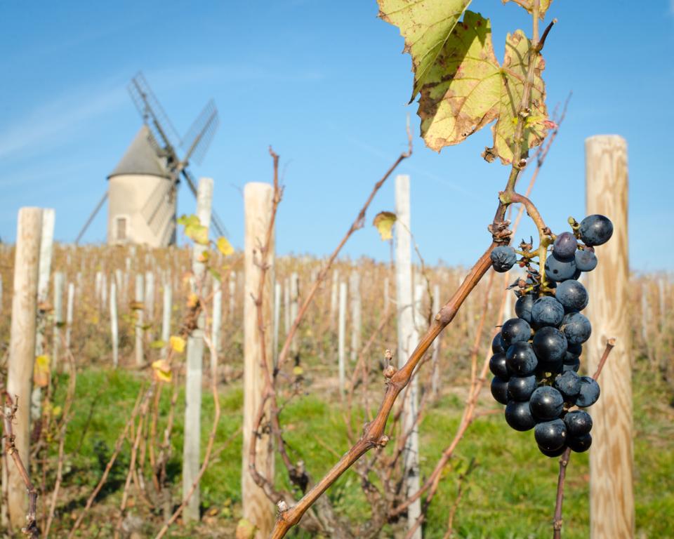 Why Crus Du Beaujolais Wines Deserve Renewed Attention