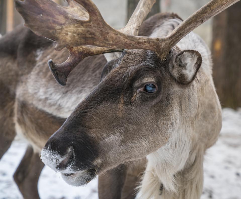 Winter Wonders: The Remarkable Science Of Reindeer Winter Wonders: The Remarkable Science Of Reindeer