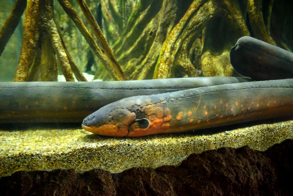 How Do Eels Generate Electricity In Water Without Electrocuting Themselves How do eels generate electricity in water without electrocuting themselves