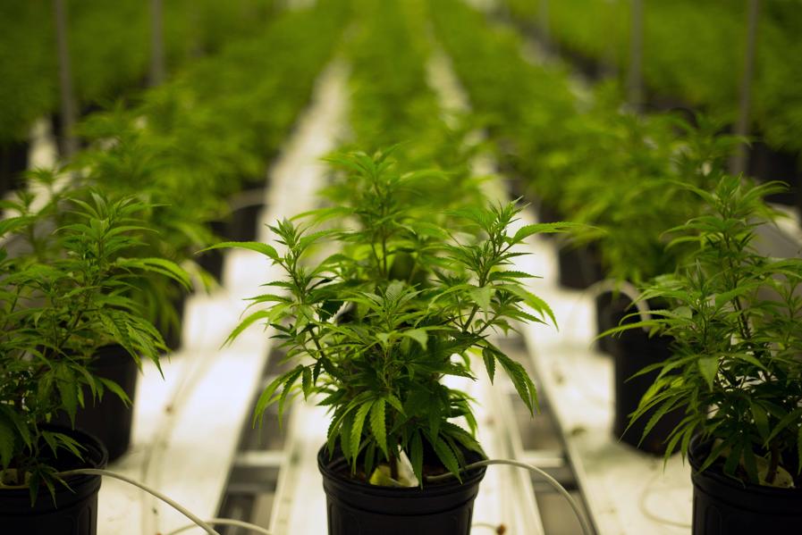 4 Cannabis & Health Stocks To