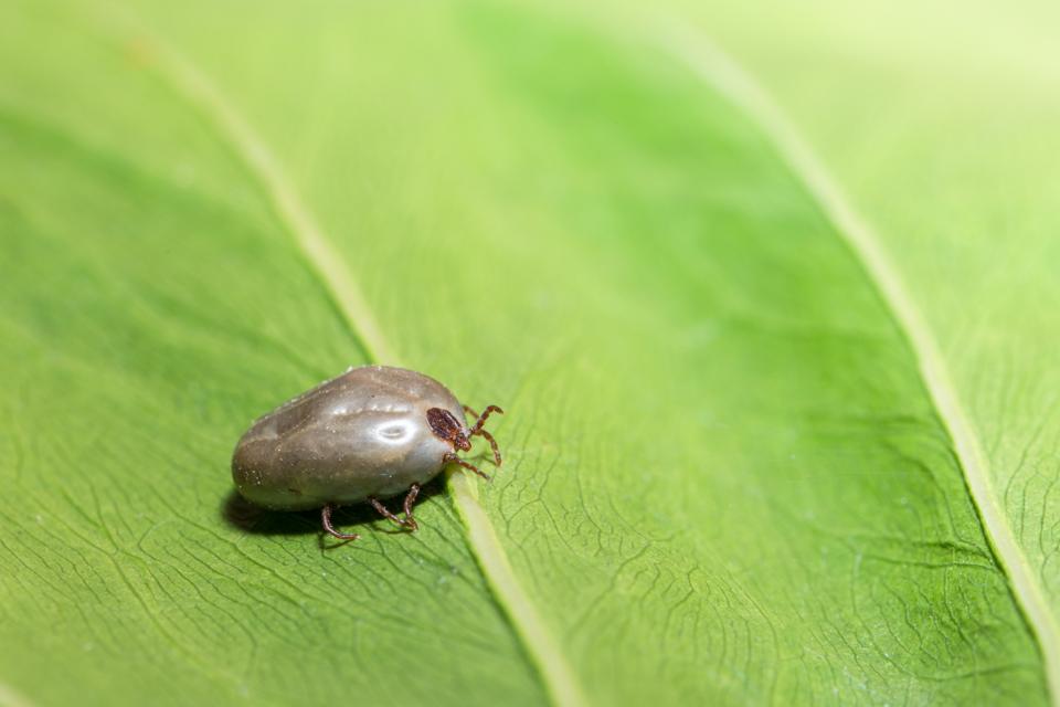 CDC: Here Is Where The Asian Longhorned Tick Has Spread Since 2017