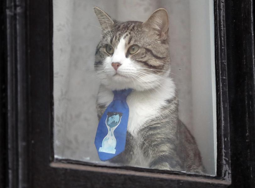 Here Is Why Your Cat May Be Plotting To Kill You