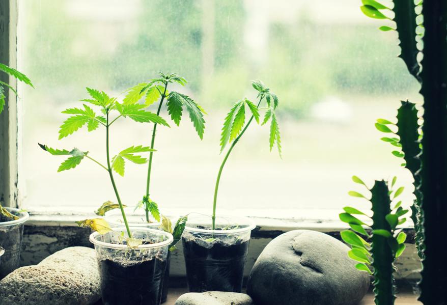 Don't Be Greedy! Why Cannabis Companies Should Support Home Cultivation