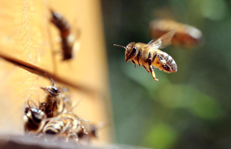 Honey bees fly to a beehive on World Bee Day. Credit: Wolfgang Kumm