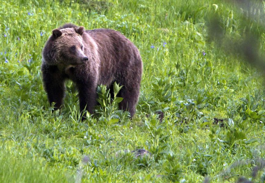 Is A Long-Term Top Forming In The Stock Market?