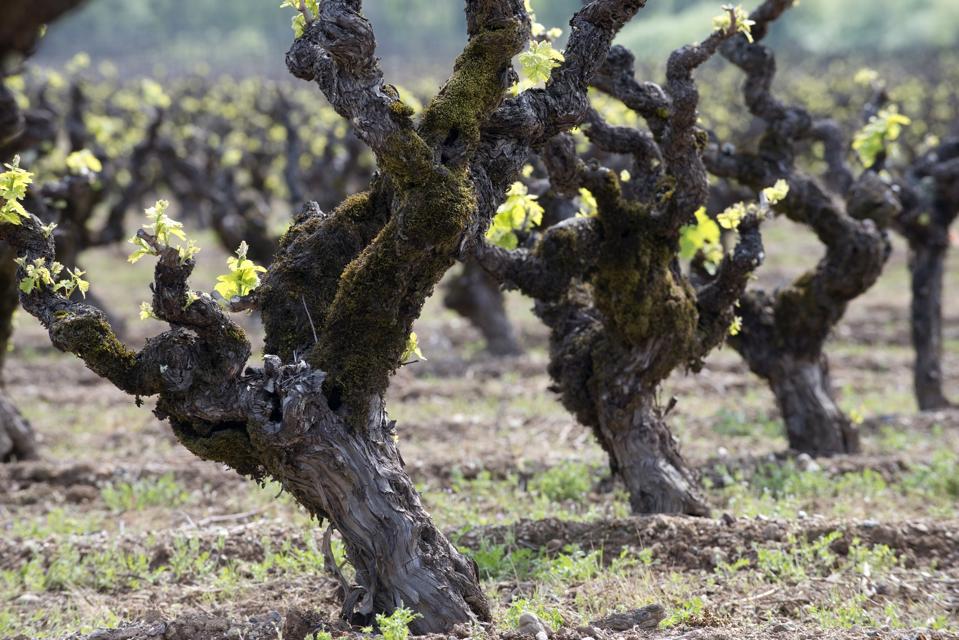 budding vines