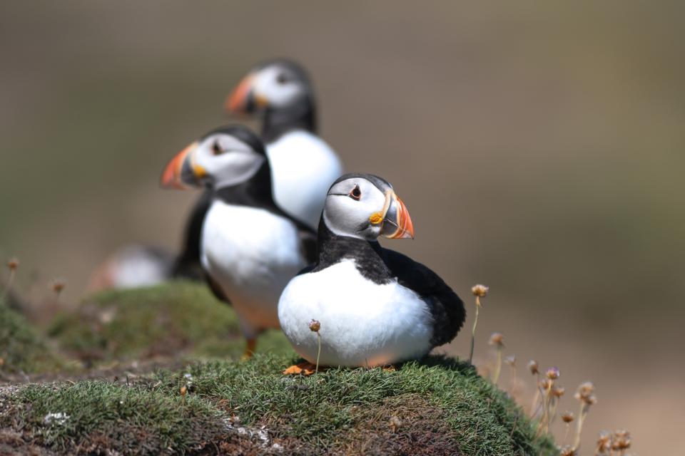 puffins Newfoundland
