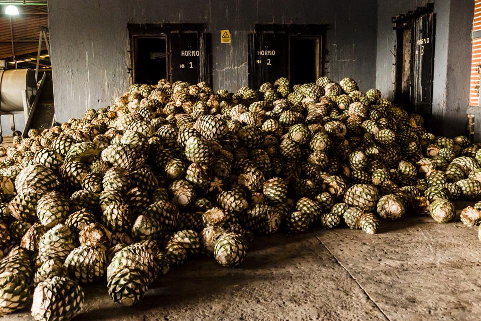 Bolas di agave blu, chiamate ananas, siedono in una pila in una distilleria di tequila nello stato di Jalisco, in Messico.
