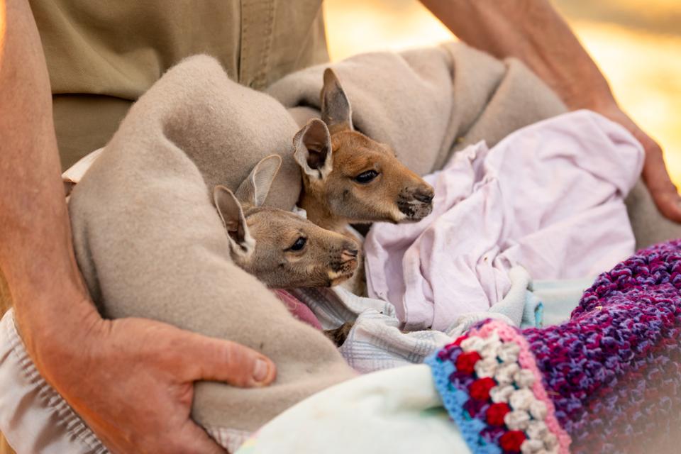 Totally cute Baby Red Kangaroo Joeys nestled in a warm blanket