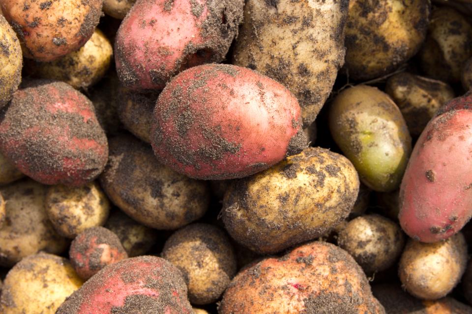 Potato Varietal background