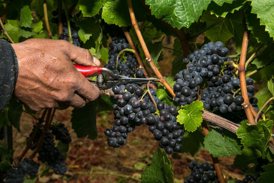 Grape Harvest Underway in Sonoma County