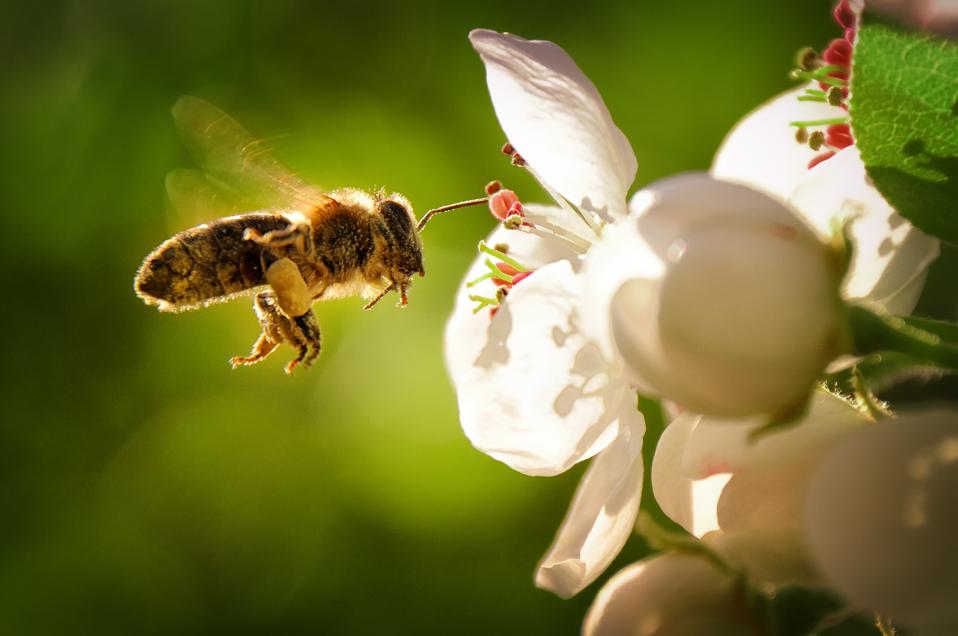 Give Bees A Chance Ailing Honeybee Populations May Soon Get A