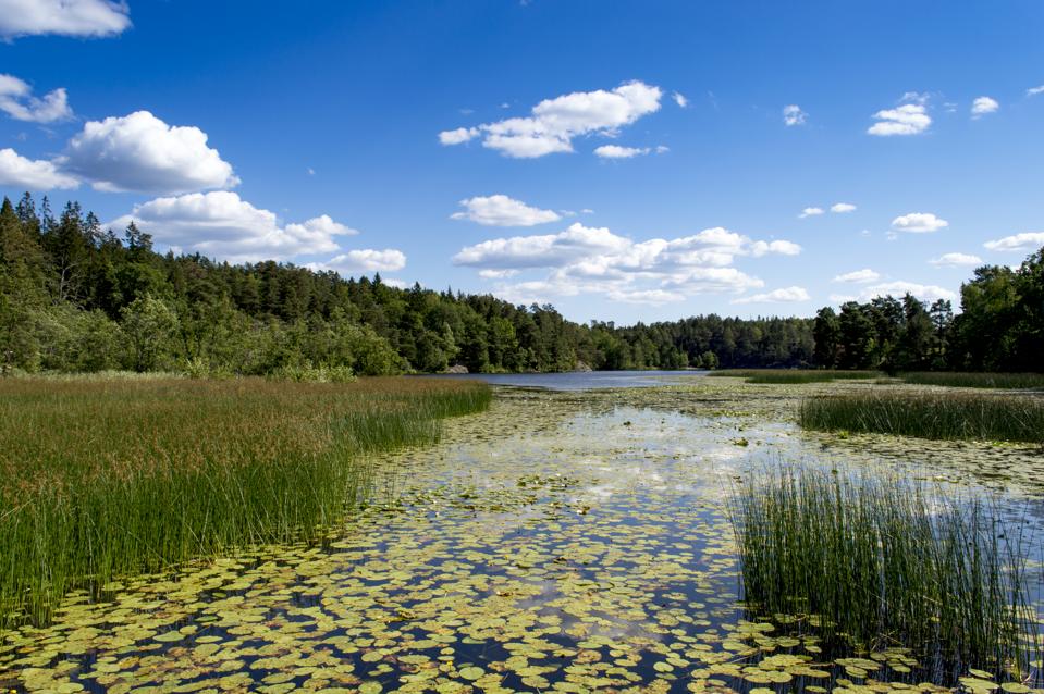 Lake in Nacka Nature Reserve