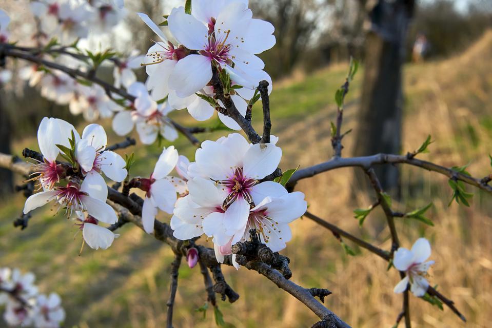 Almond tree in bloom.