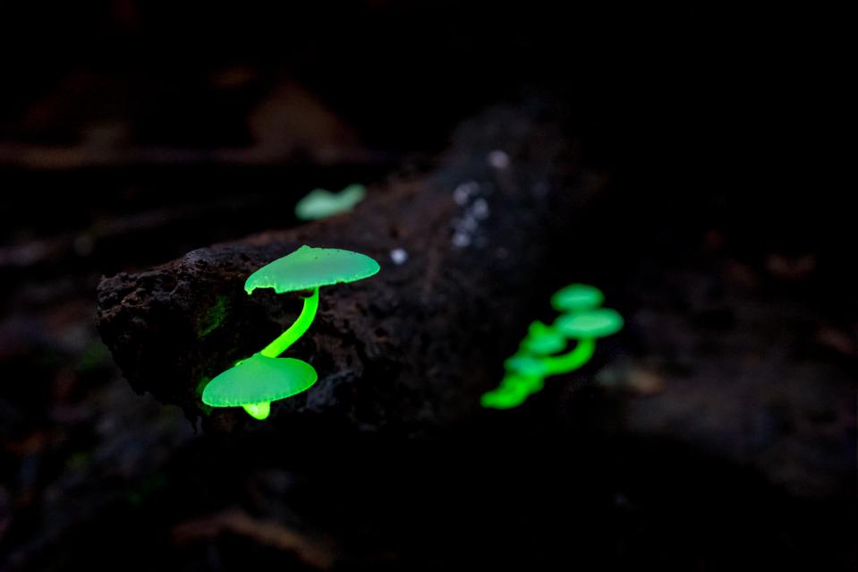 Bioluminescence Mushroom found in the Kinabatangan area of Malaysian Borneo.