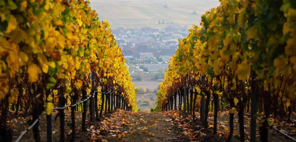 Autumn vineyards