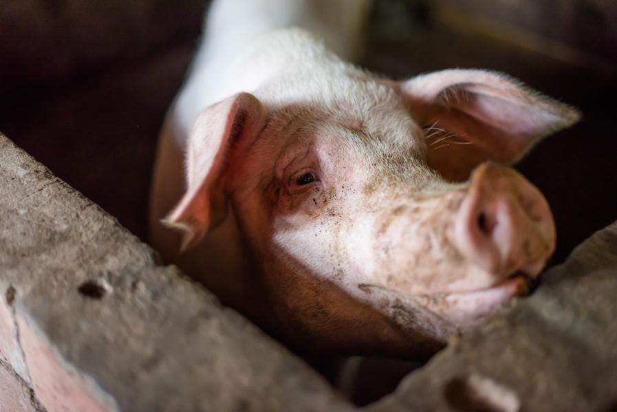 China's Swine Fever Crisis Will Impact Global Trade Well Into 2020