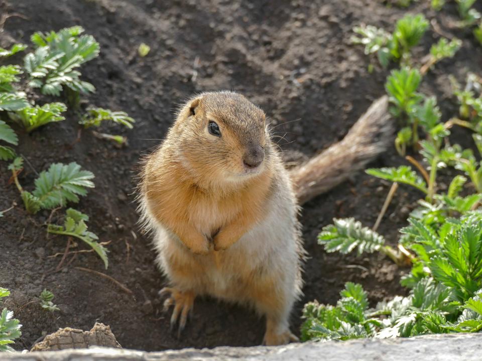 Mongolian Marmot, Marmota sibirica