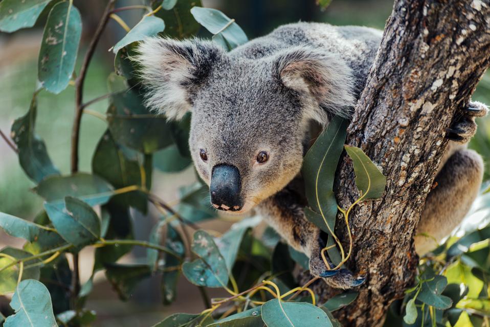 Australia, Queensland, koala perching on tree
