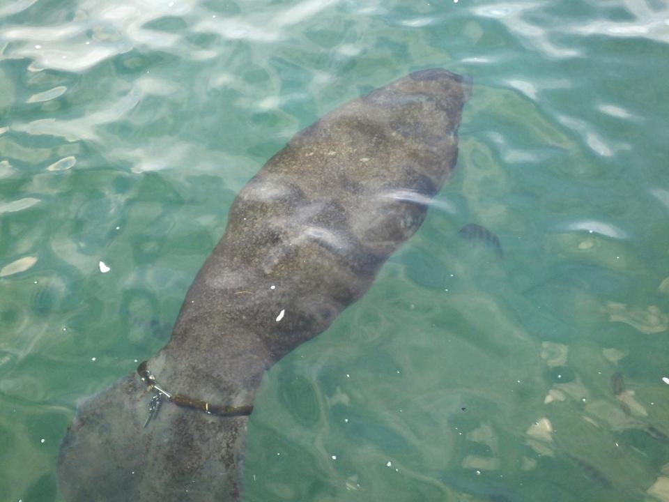 Manatee (Trichechus)