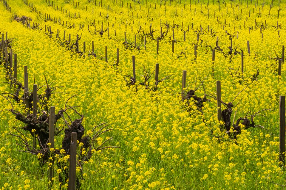 Field of wild mustard in bloom at a vineyard in the spring, Sonoma Valley, California