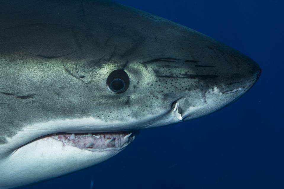 Great white shark